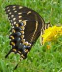Swallowtail