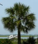 SCPalmetto