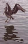 Pelican
