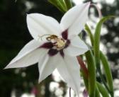 WhiteBloom